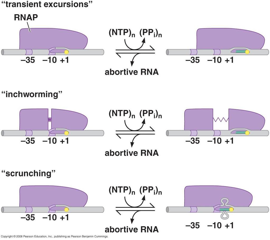 2.4 During initial transcription, RNA polymerase remains stationary and pulls downstream DNA