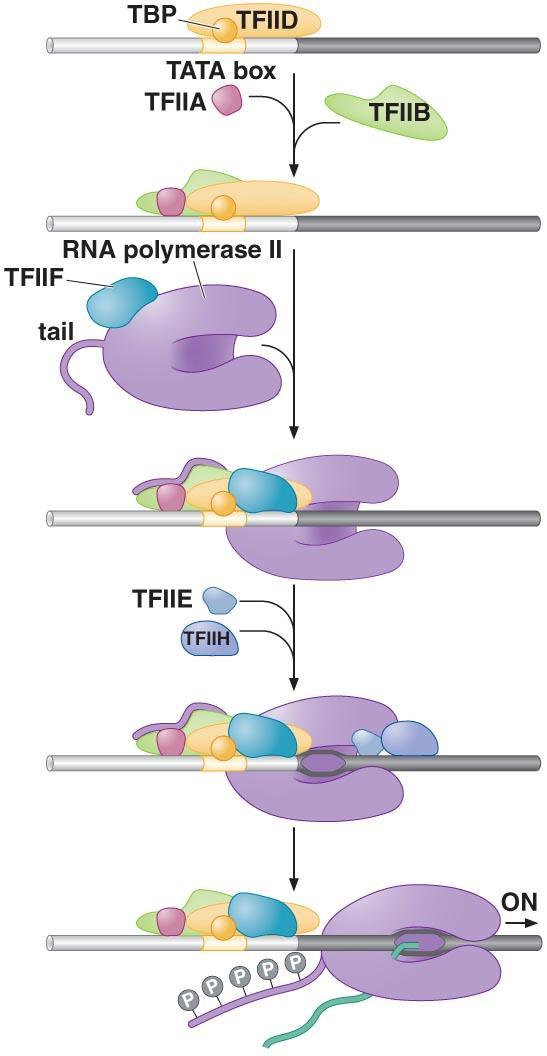 3.3 Promoter escape requires phosphorylation of the polymerase Tail Promoter escapes after the