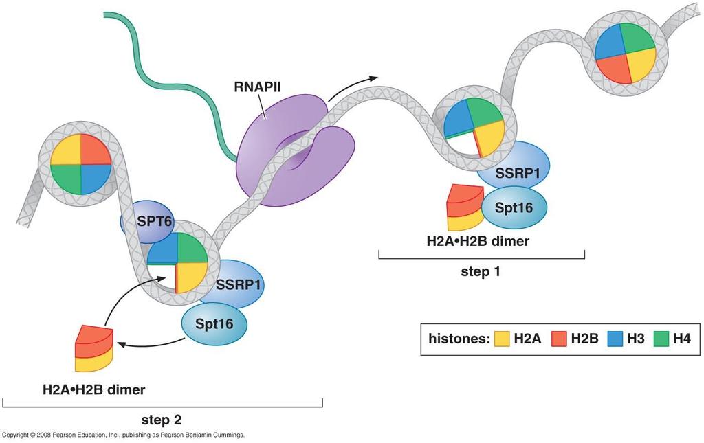3.6 Elongating polymerase must deal with histones in its path FACT--facilitates chromatin