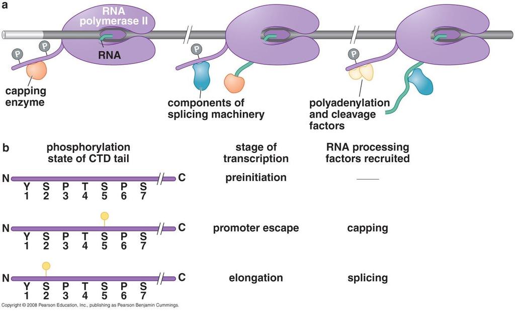 3.7 RNA processing enzymes are
