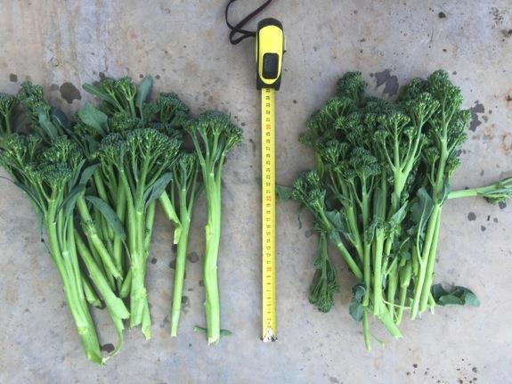Greater than 50% Increase in Broccolini Yield