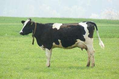 Casein Superplasticizer - casein content in bovine milk 2,5-3% -