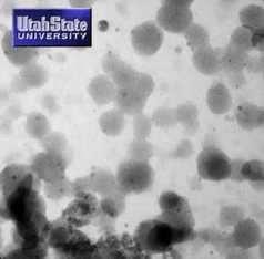 Casein Forms Micelles Casein micelle according to WALSTRA (1999) Sub-micelles : hydrophobic core, consisting of 20-25 -/b- caseins and calcium phosphate