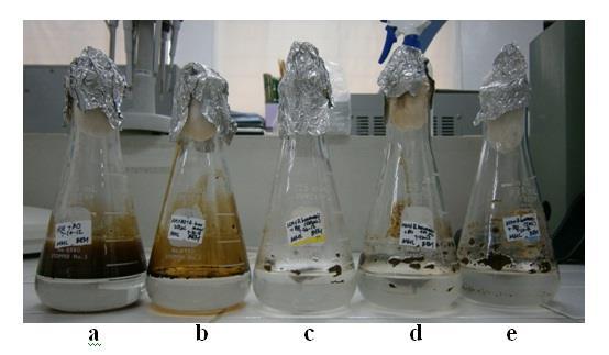 Figure 1. Growth of Acinetobacter baumannii strain OS1 in minimal broth with bunker oil after four days incubation at 37 C.