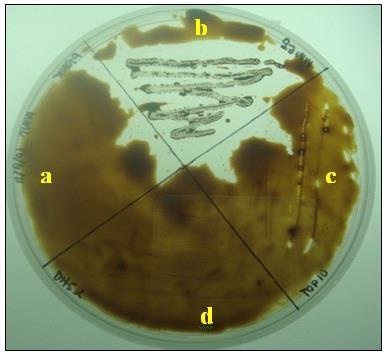Figure 2. Bunker oil degradation of isolate Acinetobacter baumannii strain OS1 in minimal agar with bunker oil overlay after 3 days incubation at 37 C.