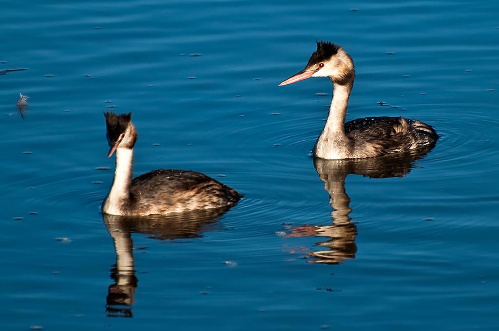 Podiceps cristatus Great crested grebe Birds diversity depending on Ciocanesti for food, nesting, and resting.