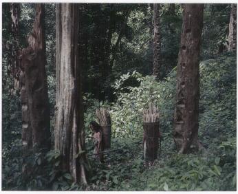 U Agroforests provide many items for either immediate consumption or occasional sale, like fuelwood; dipterocarp damar agroforest, Krui, West Lampung. (Photo: G.