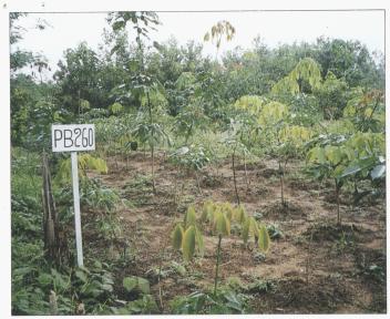 Rubber budwood garden, established by researchers and managed by farners; Sanjan, West-Kalimantan. (Photo: E.