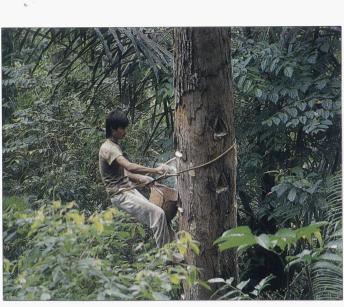 6 Agroforests include many important forest resources, like damar resin in West Lampung, Sumatra. (Photo: H.