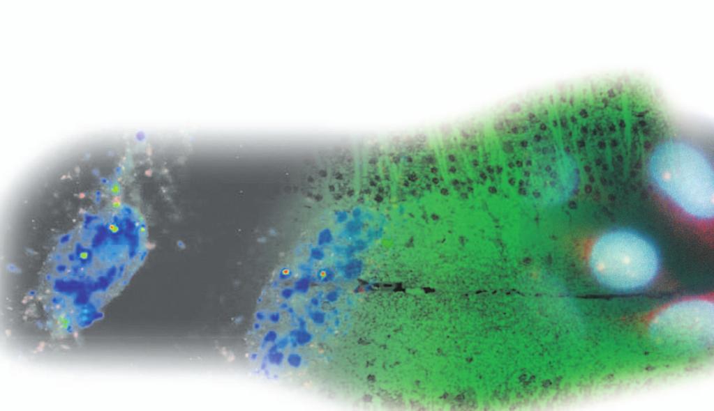 or unparalled sensitivity, technology Increase your immunohistochemistry and in situ hybridization detection capabilities with PerkinElmer s proprietary yramide Signal Amplification technology ( )