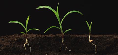 4R Nutrient Stewardship Improve agricultural