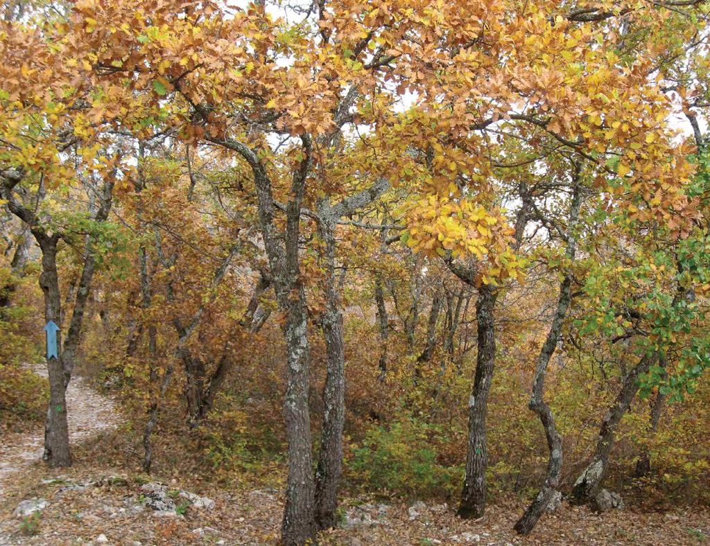 Downy Oak (Quercus pubescens) : More