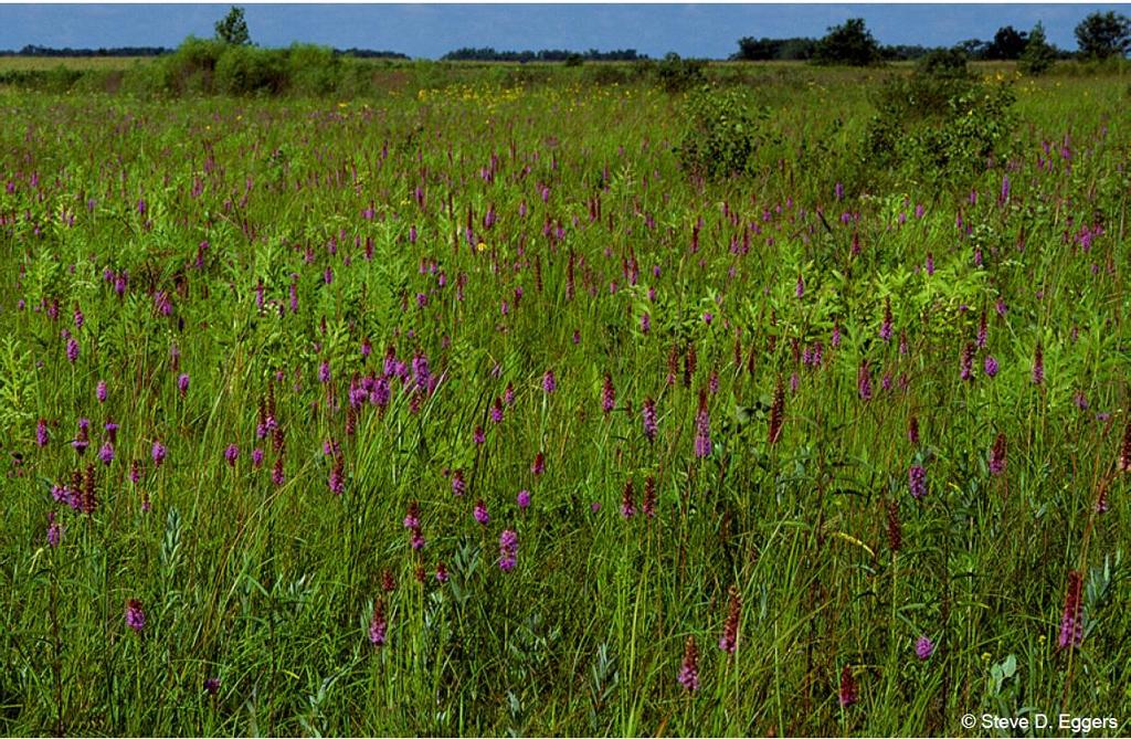 From Eggers and Reed (2015) Example WET PRAIRIES General Description: Herbaceous communities dominated by native, hydrophytic grasses and forbs associated with prairies; growing on hydric mineral