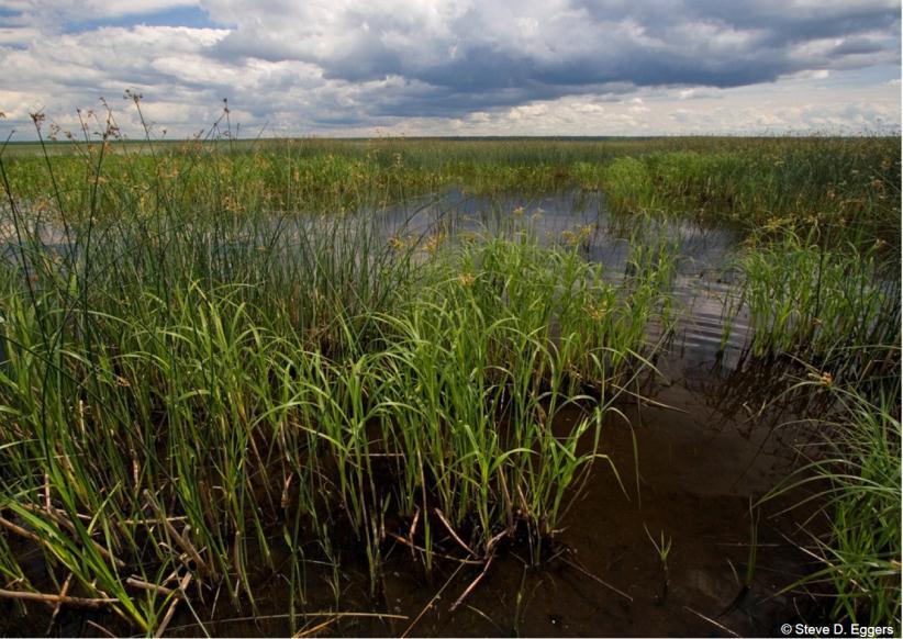 Example DEEP MARSHES General Description: Depth of inundation during the growing season ranges from 6 inches to 36 inches except under drought conditions.