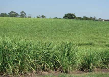 In the recent years there has been a renewed interest in sugar cane production on communal land, with industry stakeholders expanding sugar cane production in these areas.