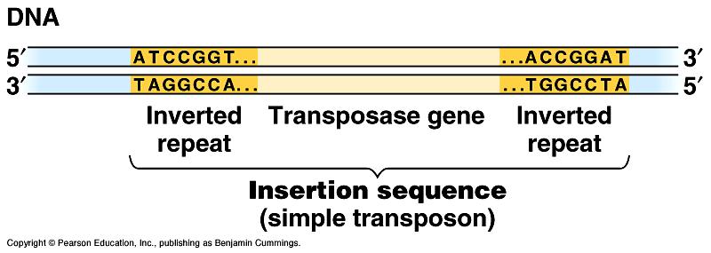 Transposons (Chap 21) Genetic elements that can move Occur in both prokaryotes and eukaryotes Simplest form is insertion