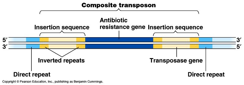 A composite transposon with an antibiotic resistance
