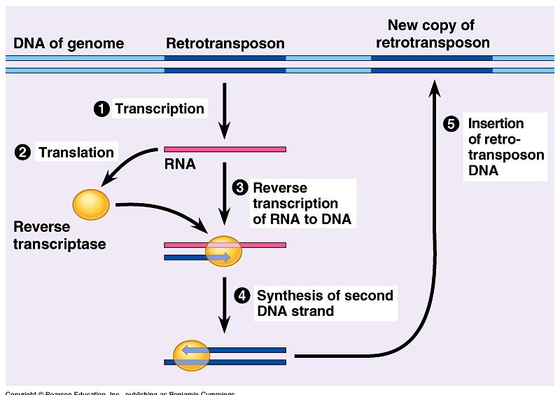 Retrotransposons How did human genome end up with 1.5 million Alu elements?