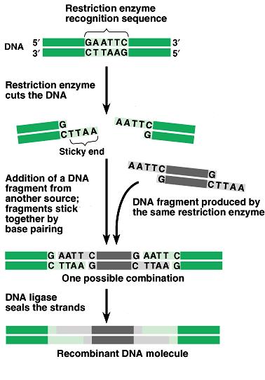 Using restriction enzymes to make recombinant DNA Restriction enzymes cut DNA at particular palindromic recognition sequences.