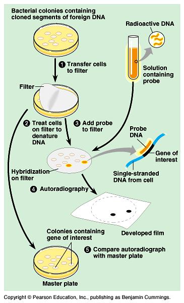Using a nucleic acid probe to identify a cloned gene Many colonies, each containing a recombinant plasmid Which colonies have gene of interest?