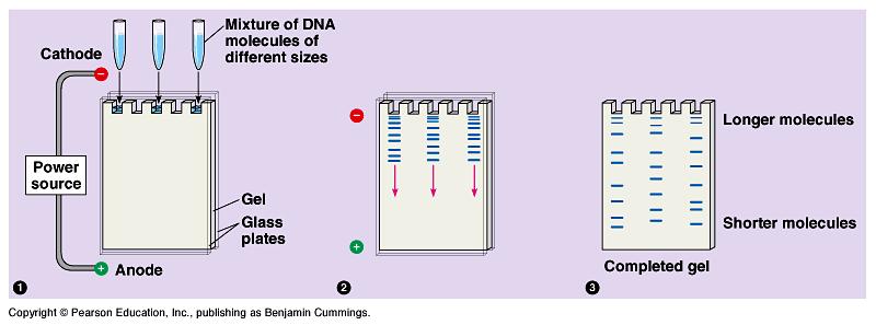 Gel electrophoresis Separates DNA molecules by