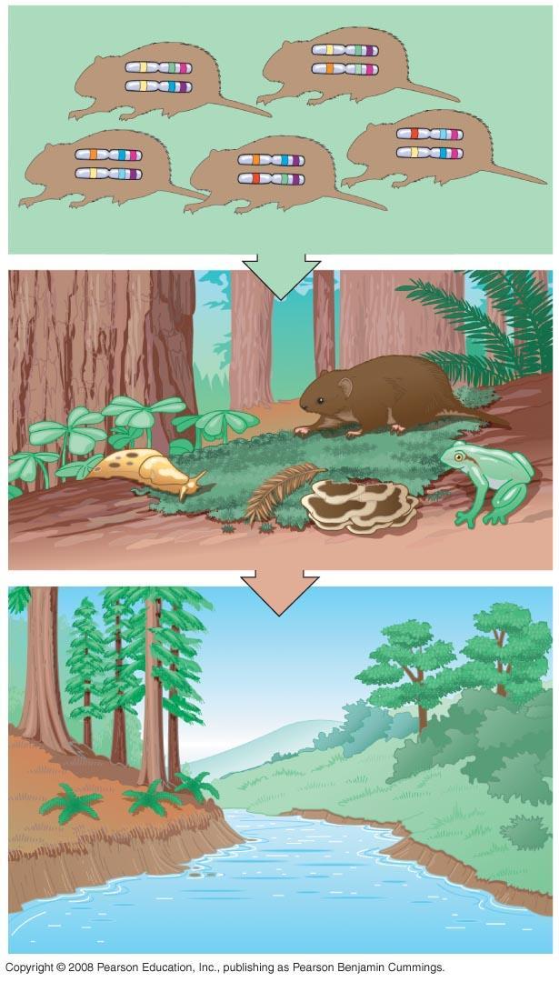 Three Levels of Biodiversity Biodiversity has three main components: Genetic diversity E.g. genetic diversity in a vole population Species diversity E.g. species diversity in a coastal redwood ecosystem Ecosystem diversity E.