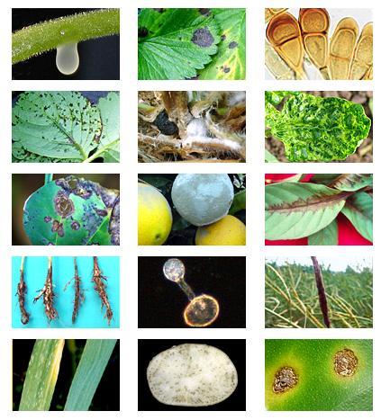 Biodiversity of plant