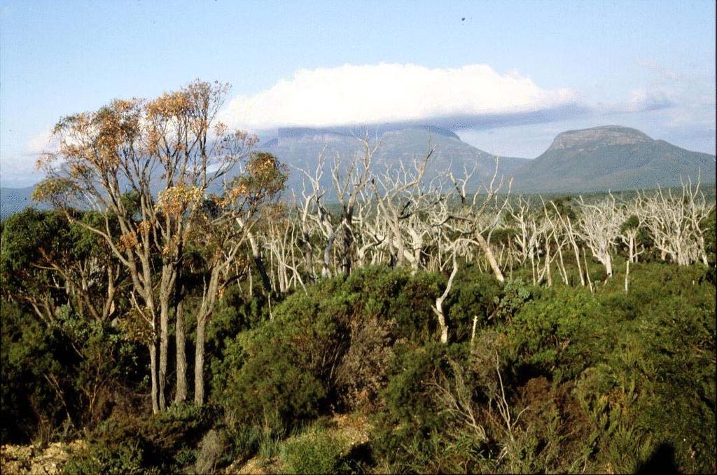 Jarrah forest dieback due to Phytophthora cinnamomi from: