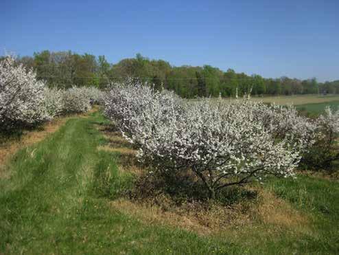 David Meyers Maryland Extension Each year the beach plums received on average 4 fungicide sprays for brown rot and 2 herbicide applications, achieving very good fruit quality and yield each year.