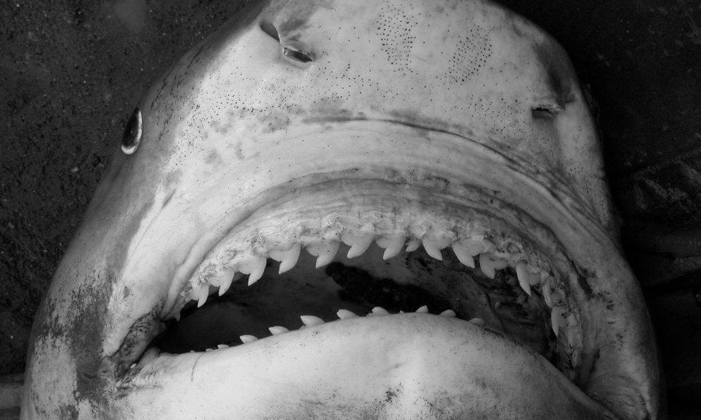 IV.3 (f) Sharks have been mediatized as a human killing machine. It has now been clearly established that such statement is false.