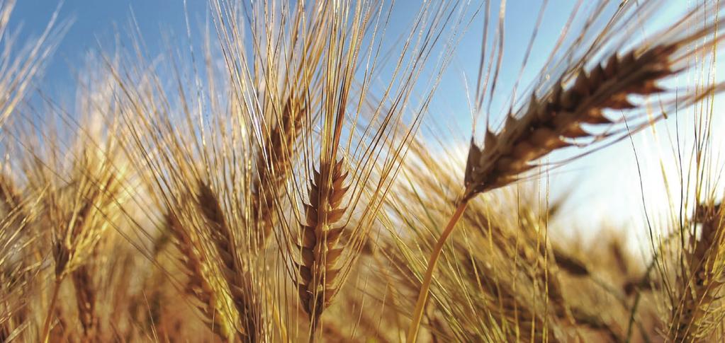 WHEAT INSIGHTS Australian production levels are forecast to be well down on 216 s record harvest, although harvests are expected to differ greatly between regions, based on winter rainfall.
