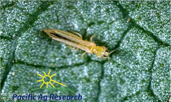 3.5 3 Control of Western Flower Thrips, Frankliniella occidentalis, on Strawberry in California # of Thrips / 10 leaves CONFIDENTIAL 2.