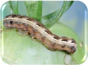 Lygus Entomart; Beet armyworm Clemson Univ.