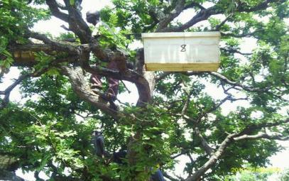 Natural forest conservation using apiaries Tanzania, United Republic of - Utunzaji misitu kwa kufuga nyuki (swahili), left: Inspection of apiaries hanged on the tree (Photo: Ileta Philip) right: