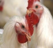 EMS in Industry Is a rooster needed to produce an egg? No, it isn t, but few people know the answer to that question.