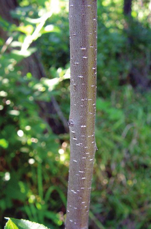 M A N A G E M E N T O F I N V A S I V E P L A N T S I N W I S C O N S I N Basal bark Apply herbicide in a ring around the entire stem.