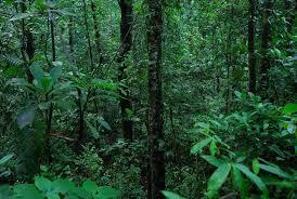 OTBA THEME: Forests - Friends for Life The forest is a complex ecosystem consisting mainly of trees that have formed a buffer for the earth to protect life forms.