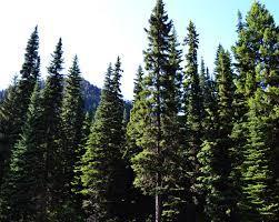 deciduous forest vary by region, but generally include species such as oak, beech, walnut, maple, chestnut and hickory.
