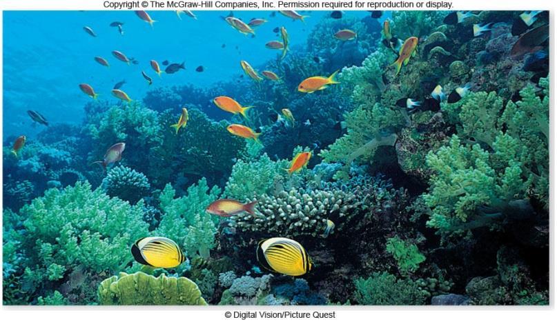 Marine Habitats Banks and coral reefs Banks are local shallow areas on the shelves Fishing grounds Coral reefs occur