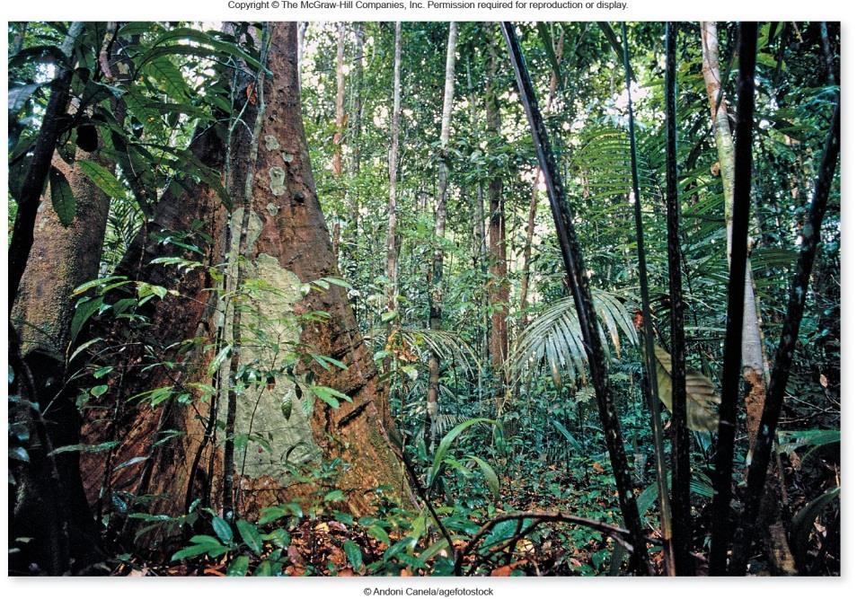 Biomes Tropical rain forests 140 450 cm rain/yr Richest ecosystems on land High temperature