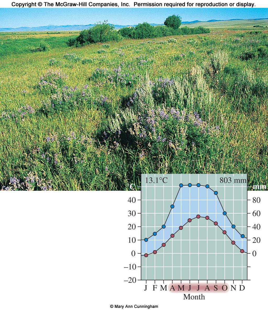 Temperate Grasslands have Rich Soils As in tropical latitudes, temperate (midlatitude)