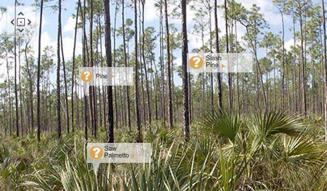 Florida s Terrestrial Habitats Imperceptible elevation changes Pine Flatwoods 09/22/10 Acidic soil Clay hardpan Stores water Lessens root penetration Fire dependent Species