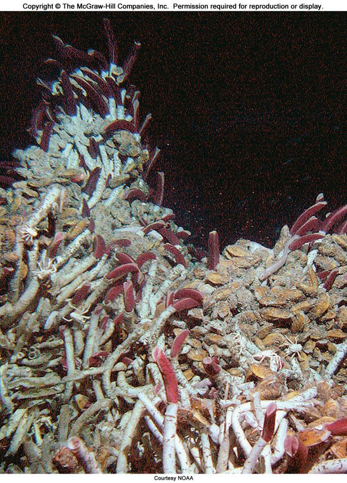 Deep-sea Thermal Vent Deep-sea thermal vent communities are based on microbes that