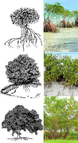 Three Species of Florida Mangroves Red Mangroves usually grow near the shore of the water. It has red roots and is often referred to as the walking mangrove because its roots raise over the water.