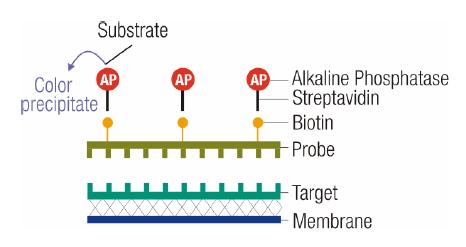 6.2 Biotin labeling kits The Biotin labelled detection Kits are more convenient method for the chromogenic detection of biotinylated nucleic acid probes.