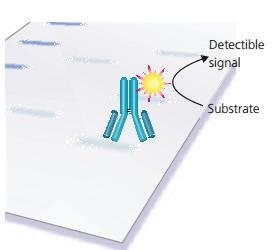When HRP is exposed to a substrate solution the signal is detected Substrate solutions which are used in Western blotting are reagents which gives appropriate signal with enzymes HRP label is