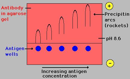 a) Immunoelectrophoresis Method + Ags are separated by electrophoresis Ab is placed in trough cut in the agar Ag - Ag Ab Ag Ab Interpretation- Precipitin arc represent individual antigens Qualitative