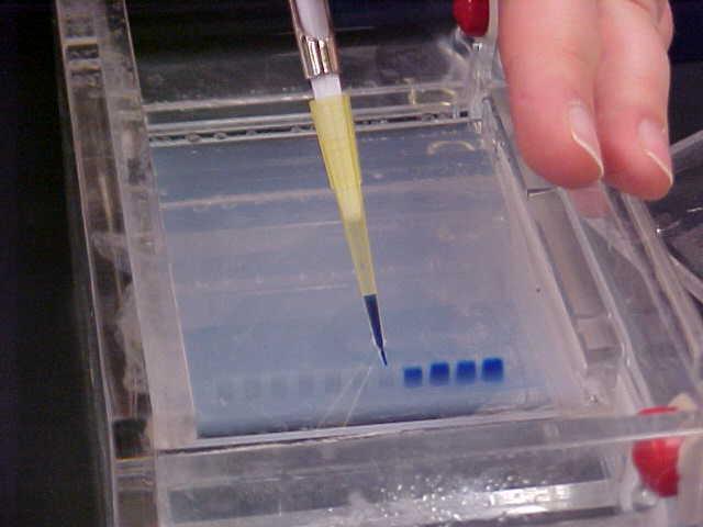 Agarose Gel electrophoresis DNA is placed at one end of