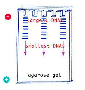 Stages of DNA Profiling DNA is separated on basis of size.