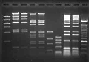 Gel Electrophoresis Linear DNA has a linear relationship to distance migration.